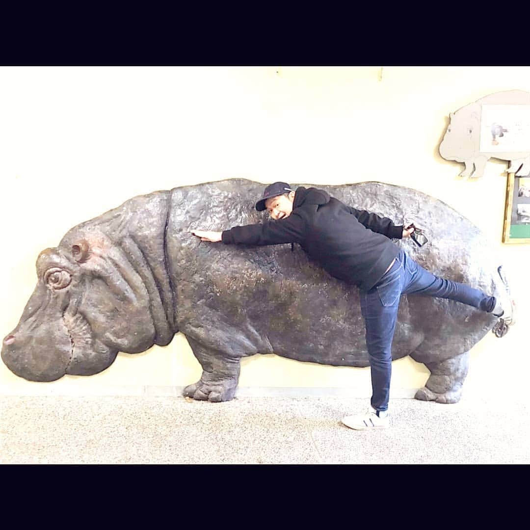 松本隆博のインスタグラム：「。 神戸市王子動物園に いるカバの出目夫です。 こんなにでかいのです。」