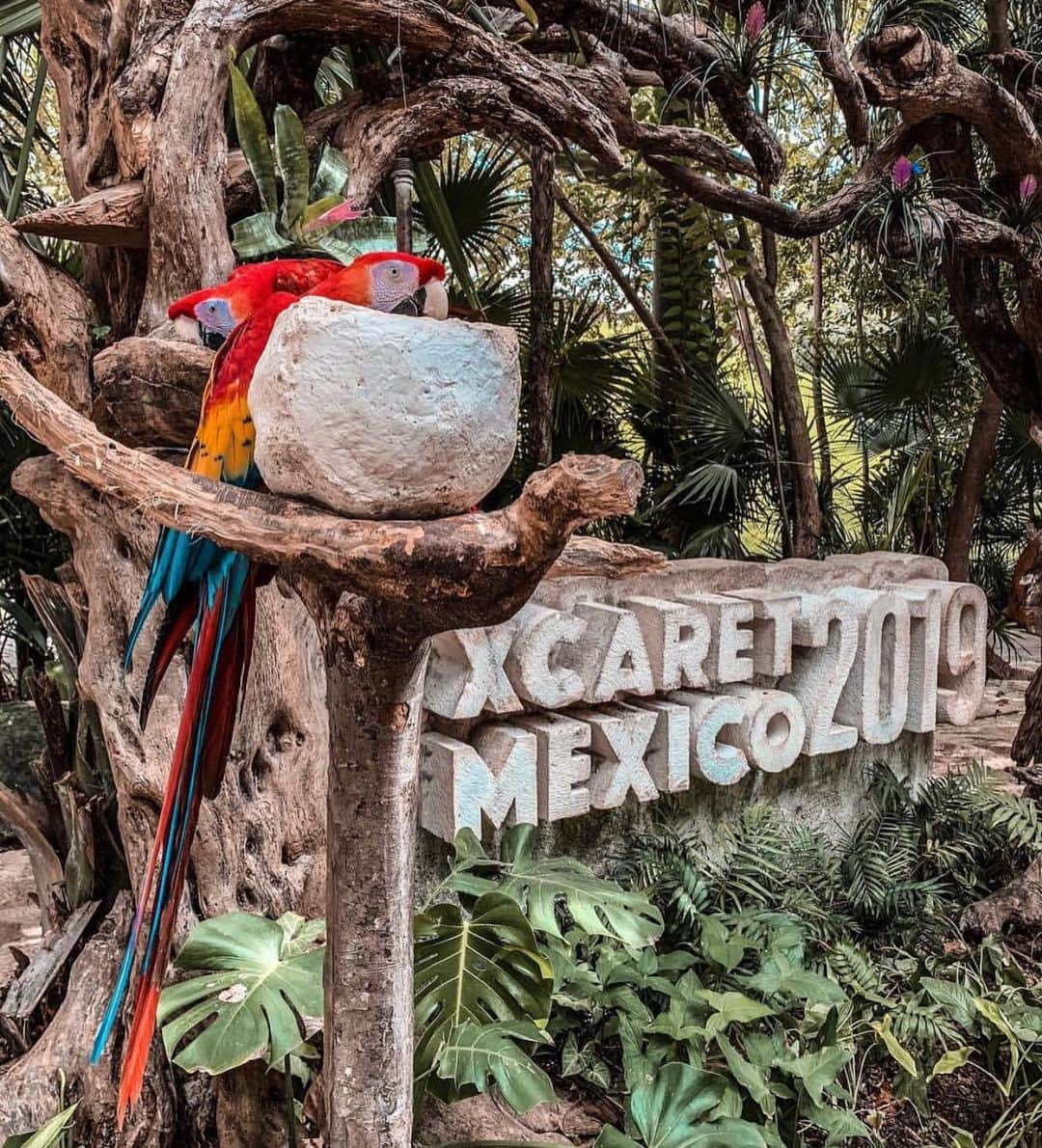 アンナ・ヤノフスカヤさんのインスタグラム写真 - (アンナ・ヤノフスカヤInstagram)「🦋🐆🦜🐬🐢 If you’re visiting Riviera Maya #Xcaret Park is a place to see! #mexico #adventure #aroundtheworld 🌏」5月14日 10時50分 - annayanovskay