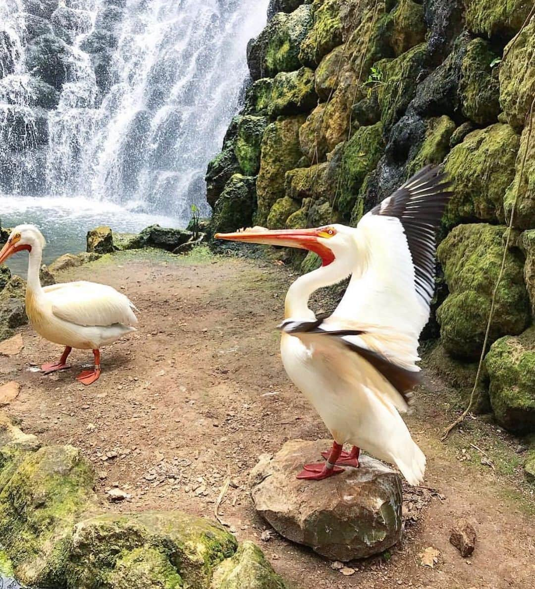 アンナ・ヤノフスカヤさんのインスタグラム写真 - (アンナ・ヤノフスカヤInstagram)「🦋🐆🦜🐬🐢 If you’re visiting Riviera Maya #Xcaret Park is a place to see! #mexico #adventure #aroundtheworld 🌏」5月14日 10時50分 - annayanovskay