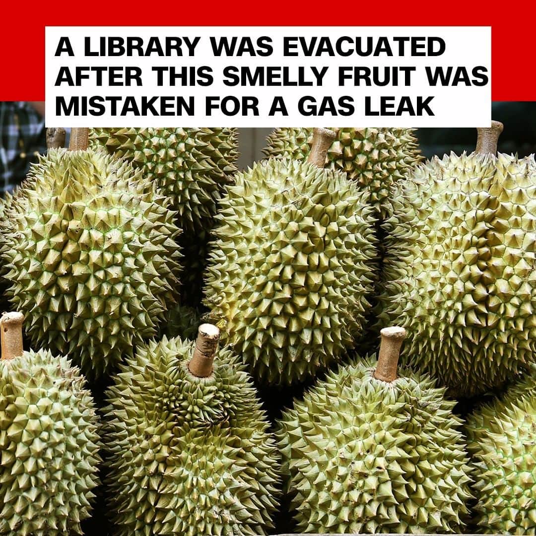CNNさんのインスタグラム写真 - (CNNInstagram)「An infamously pungent fruit prompted the evacuation of a university library in Australia. About 550 people were forced to leave the University of Canberra building due to a suspected gas leak, but a search revealed the stench was instead caused by a durian fruit, the library said in a Facebook post. The spiky fruit's flavor and creamy texture has made it popular throughout southeast Asia, but its strong odor, which some critics have likened to rotten food or dirty socks, has gained it many detractors. (📸: Romeo Gacad/AFP/Getty Images)」5月14日 10時56分 - cnn