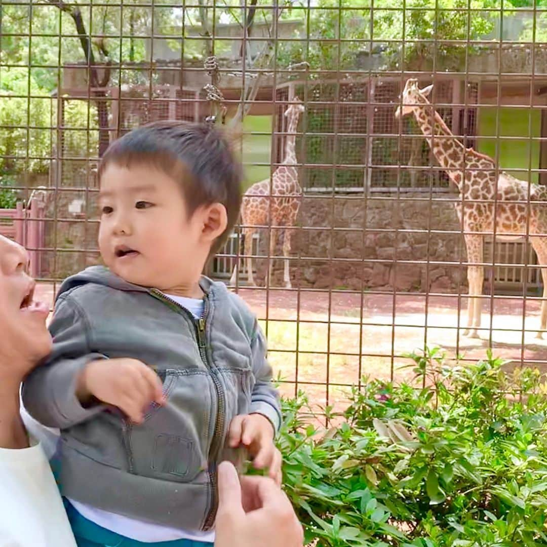 桜井未来さんのインスタグラム写真 - (桜井未来Instagram)「キリンさん🦒が真上まで来てくれたよ😊💓 息子は初めて見る首の長ーい生き物に興味深々😂👍（笑） ・ ・ #キリン #キリンさん #動物園 #上野 #上野動物園 #パンダ #zoo #ママ #男の子ママ #子育て #成長記録 #baby #ママ友募集 #赤ちゃんのいる生活 #ママサークル #ママイベント #ママ会 #都内ママ #ベビスタグラム #mamagirl #ベビフル #コドモダカラ #コドモノ #ママリ#親バカ部」5月14日 11時27分 - miki.sakurai0214