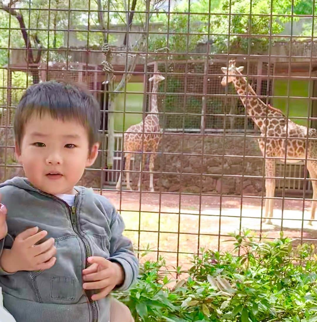 桜井未来さんのインスタグラム写真 - (桜井未来Instagram)「キリンさん🦒が真上まで来てくれたよ😊💓 息子は初めて見る首の長ーい生き物に興味深々😂👍（笑） ・ ・ #キリン #キリンさん #動物園 #上野 #上野動物園 #パンダ #zoo #ママ #男の子ママ #子育て #成長記録 #baby #ママ友募集 #赤ちゃんのいる生活 #ママサークル #ママイベント #ママ会 #都内ママ #ベビスタグラム #mamagirl #ベビフル #コドモダカラ #コドモノ #ママリ#親バカ部」5月14日 11時27分 - miki.sakurai0214