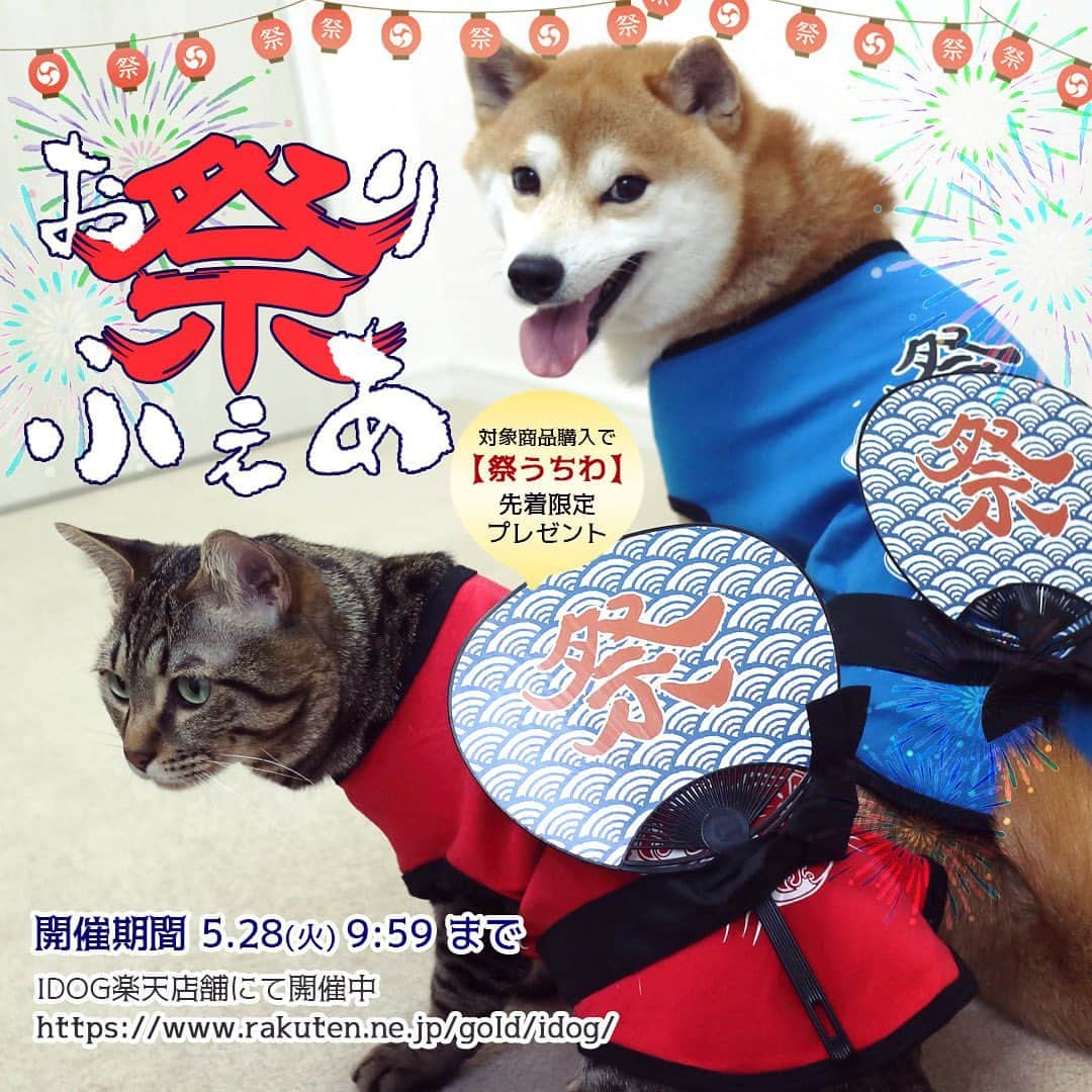 iDog&iCatさんのインスタグラム写真 - (iDog&iCatInstagram)「🏮🎆🏮🎆🏮 * 現在開催中のフェア情報！ 対象商品購入でプレゼント⭐️「お祭りフェア」がIDOG楽天店舗では5/28まで開催中です！(他店舗は18日まで) 対象の浴衣や法被風のタンクを購入で、お祭りうちわを先着プレゼント中です🎁 ⚠️プレゼントは専用のページから一緒にお買い物カゴに入れて購入してください！自動ではお付けできません。 * うちわはちょっと小さめサイズ。撮影の小道具にもぴったりですよ💕 * IDOG楽天店舗 https://www.rakuten.ne.jp/gold/idog/ * 「お祭りタンク」着用モデル ゆうくん/7.6kg/XXLサイズ着用 とろくん/3.8kg/Lサイズ着用 ※こちらのお祭りタンクは中大型犬サイズもご用意しております♬ * #idogicat #犬の服idog #idog #icat #犬 #猫 #祭 #ハッピ #浴衣 #犬服 #プレゼントキャンペーン #うちわ」5月14日 11時39分 - idogicat