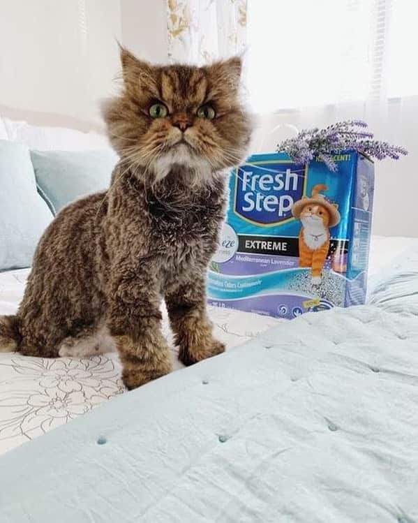 Cats of Instagramさんのインスタグラム写真 - (Cats of InstagramInstagram)「@Smushball: Got a new haircut because spring is here, and so is @freshstep’s new Mediterranean Lavender scented litter.  Me-WOW! 💐 #ad」5月14日 11時33分 - cats_of_instagram