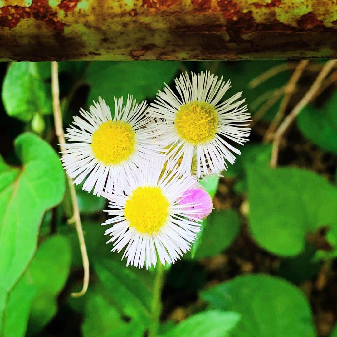 松村太郎のインスタグラム：「#PhiladelphiaFleabane #ハルジオン  #Flower #Tokyo #Shibuya #TokyoToday #ShotoniPhone #野草 #東京 #渋谷区 #花 #サビ」