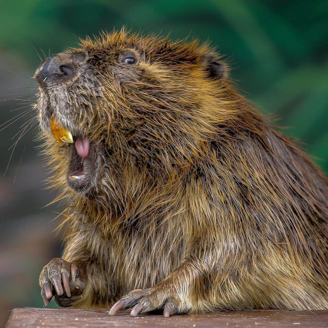 San Diego Zooさんのインスタグラム写真 - (San Diego ZooInstagram)「Congrats to Justine Beaver and Ed Sheeran for breaking stream records with their new collab "I Don't Give a Dam" #IDontCare #JustineBeaver #BeaverTribe #LiveStreaming #sandiegozoo 📷 Ian Gill」5月14日 11時51分 - sandiegozoo