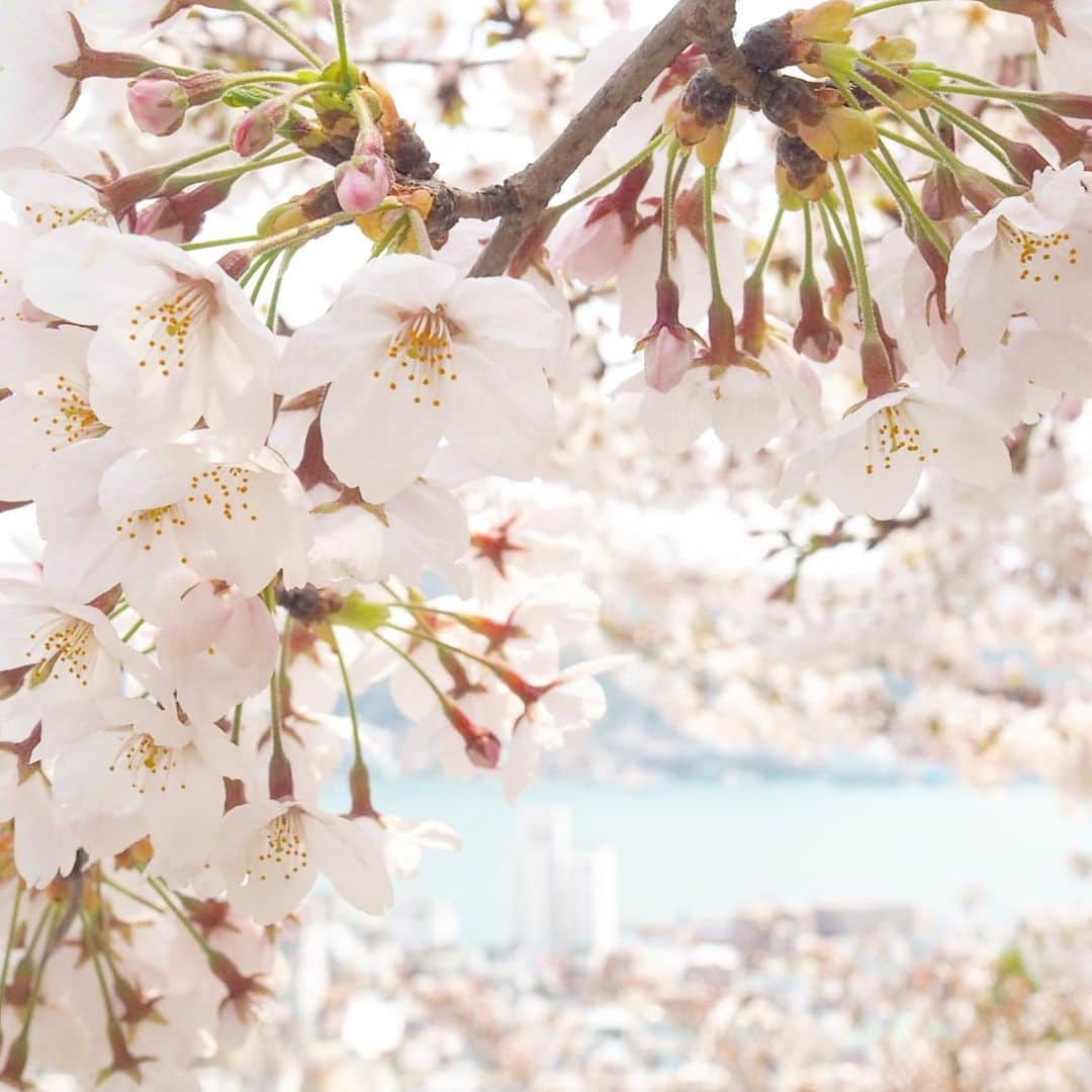 藤田可菜さんのインスタグラム写真 - (藤田可菜Instagram)「🌸 #春の思い出 #尾道」5月14日 11時54分 - fujikana0219