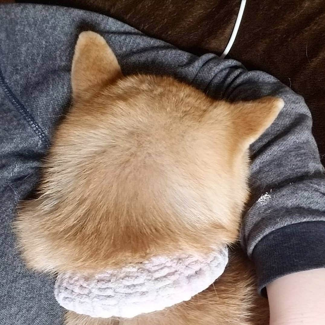 柴犬たま Shibainu Tamaさんのインスタグラム写真 - (柴犬たま Shibainu TamaInstagram)「* 電気が眩しかったみたいで脇に顔面をズボッ‼(笑) * Caption trans🇬🇧 Meekeh buried her face in my armpit as the electricity seemed dazzling‼(lol) * #たま家族 #柴犬ミケ #ごめん寝 #添い寝 #後頭部フェチ #愛らぶ後頭部 #甘え上手 #柴犬 #shiba #shibainu #shibastagram #犬 #dog」5月14日 12時01分 - tama7653