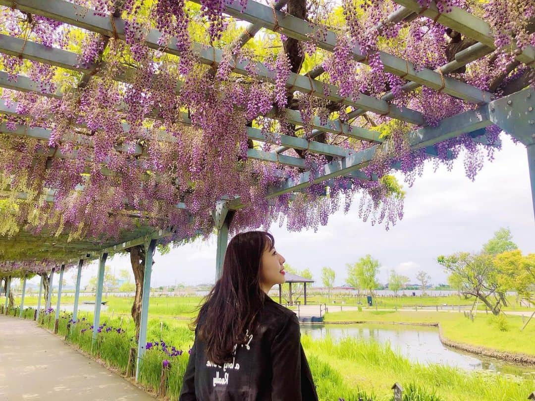 藤江れいなさんのインスタグラム写真 - (藤江れいなInstagram)「藤の花💓 #アヤメパーク」5月14日 12時02分 - 01nyan0201