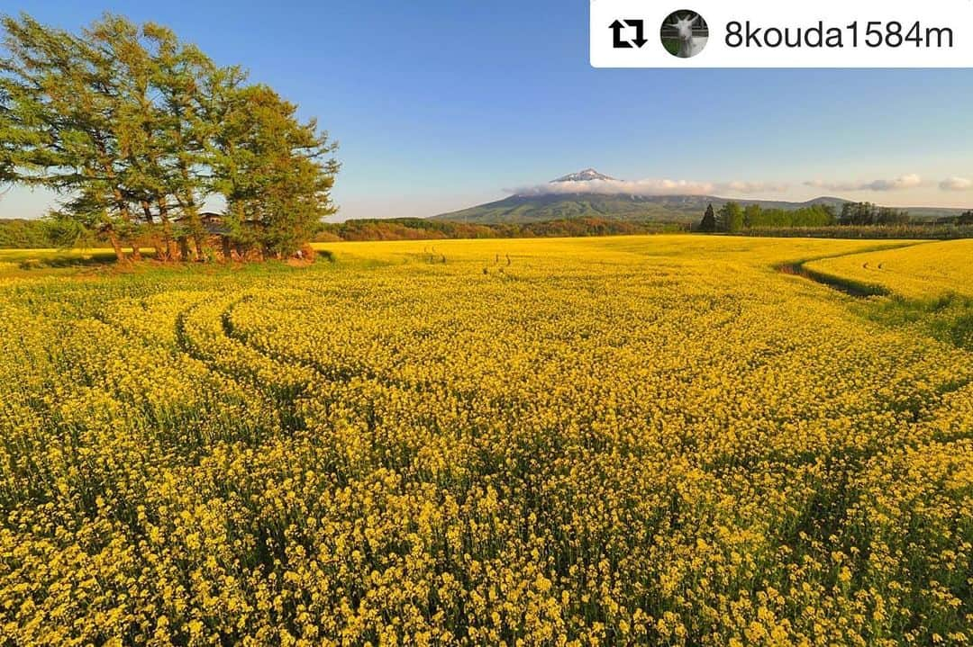 Bi Rod by Lumica.さんのインスタグラム写真 - (Bi Rod by Lumica.Instagram)「#Repost @8kouda1584m with @get_repost ・・・ 横浜の菜の花もいいが、鰺ヶ沢の菜の花も良い！ 岩木山バック最高だね！  #鰺ヶ沢 #菜の花畑#岩木山 #岩木山365 #菜の花畑#お花畑 #birod」5月14日 12時04分 - birod_photo