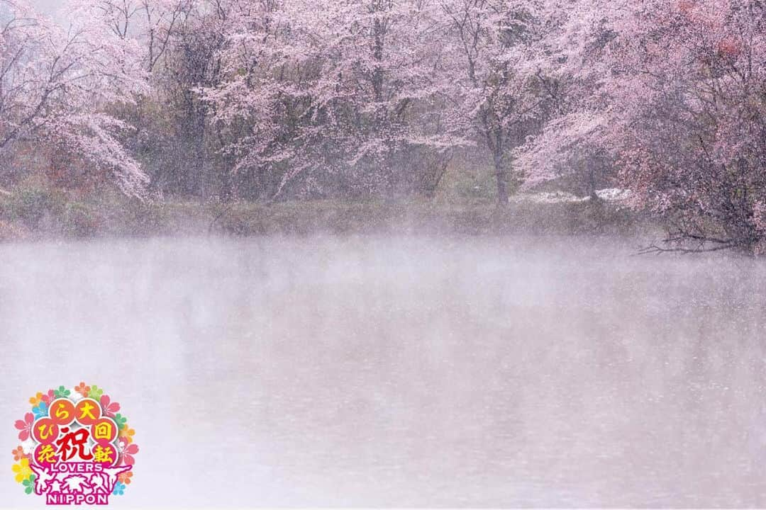 Only Japanese photographsさんのインスタグラム写真 - (Only Japanese photographsInstagram)「🌸Lovers春チャレンジ 花びら大回転2019🌸  Today's 花びら二スト: 🏆 @sken02 🏆 Challenge Tag : #花びら大回転2019 Location : 埼玉県(Saitama・ Japan) Photo selected : @nakashi726 ￣￣￣￣￣￣￣￣￣￣￣￣￣￣￣￣￣￣￣￣ 🌸🌷Congratulations❗️🌺☘ ㊗️おめでとうございます🎉🎉🎉 ⁑ ￣￣￣￣￣￣￣￣￣￣￣￣￣￣￣￣￣￣￣￣ 『Lovers Nipponからのお願い』  都道府県のみでも結構ですので必ず国内の撮影場所を明記ください。 風景【 #Lovers_Nippon 】 ポートレート【 #Lovers_Nippon_Portrait 】 アート【 #Lovers_Nippon_Artistic 】 ￣￣￣￣￣￣￣￣￣￣￣￣￣￣￣￣￣￣￣￣」5月14日 12時06分 - lovers_nippon