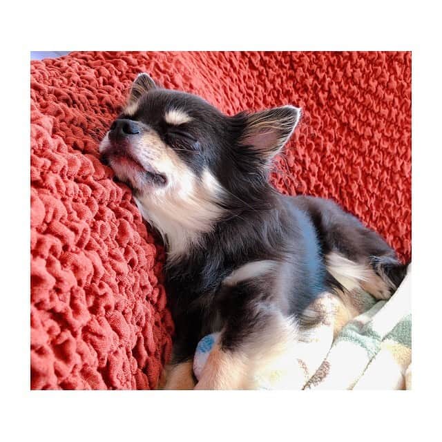 夢咲ねね（赤根那奈）さんのインスタグラム写真 - (夢咲ねね（赤根那奈）Instagram)「· #愛犬の日 #ありぃ #チワワ #寝姿シリーズ #🐶💕 #0513」5月14日 12時17分 - yumesaki__nene
