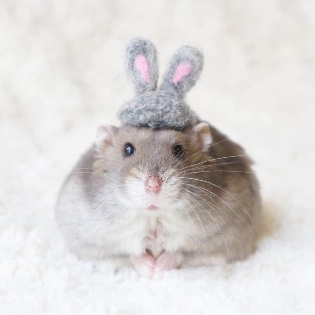 hamster_mocoのインスタグラム