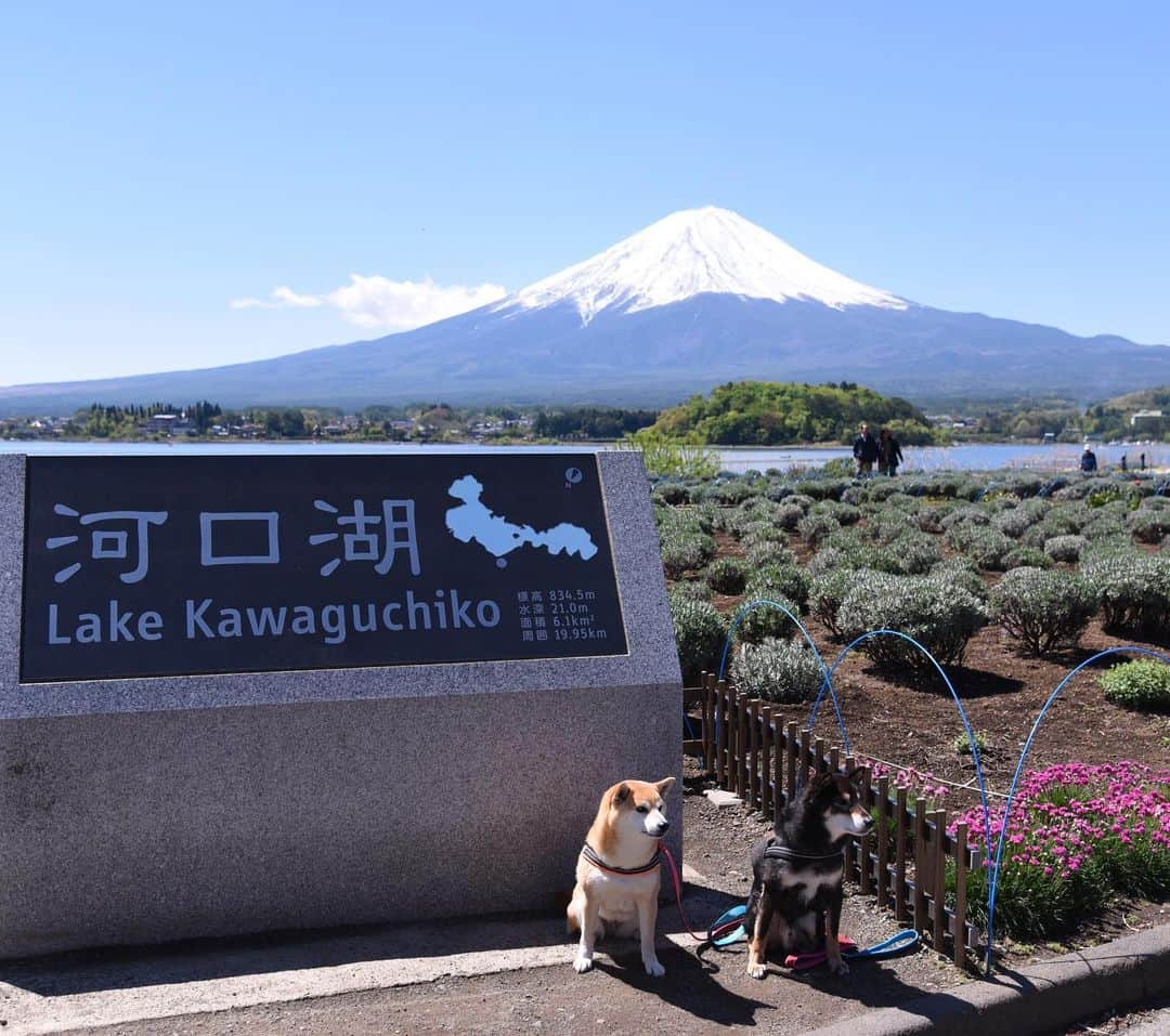 がんちゃんさんのインスタグラム写真 - (がんちゃんInstagram)「#てんタッキー富士山の旅  2019年5月8日  ホテルで朝食を頂き、ドッグランで遊んだら観光へ🏃‍♂️ まずは河口湖の大石公園でお散歩🐕🐕 ラベンダー祭りに向けて植え替え中でした。 空気が澄んで富士山に登る人まで見えるのでは⁉️って程でした😊  #大石公園 #河口湖 #ブルーベリーの里」5月14日 12時24分 - kota2ann