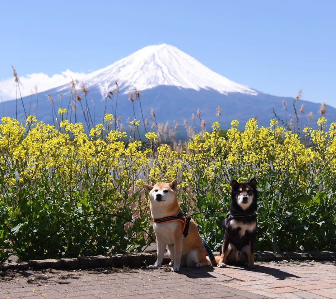 がんちゃんさんのインスタグラム写真 - (がんちゃんInstagram)「#てんタッキー富士山の旅  2019年5月8日  ホテルで朝食を頂き、ドッグランで遊んだら観光へ🏃‍♂️ まずは河口湖の大石公園でお散歩🐕🐕 ラベンダー祭りに向けて植え替え中でした。 空気が澄んで富士山に登る人まで見えるのでは⁉️って程でした😊  #大石公園 #河口湖 #ブルーベリーの里」5月14日 12時24分 - kota2ann