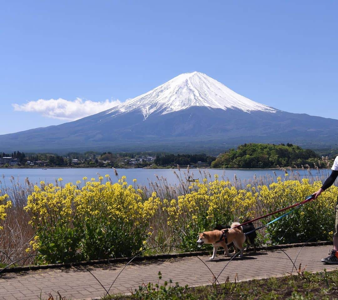 がんちゃんさんのインスタグラム写真 - (がんちゃんInstagram)「#てんタッキー富士山の旅  2019年5月8日  ホテルで朝食を頂き、ドッグランで遊んだら観光へ🏃‍♂️ まずは河口湖の大石公園でお散歩🐕🐕 ラベンダー祭りに向けて植え替え中でした。 空気が澄んで富士山に登る人まで見えるのでは⁉️って程でした😊  #大石公園 #河口湖 #ブルーベリーの里」5月14日 12時24分 - kota2ann