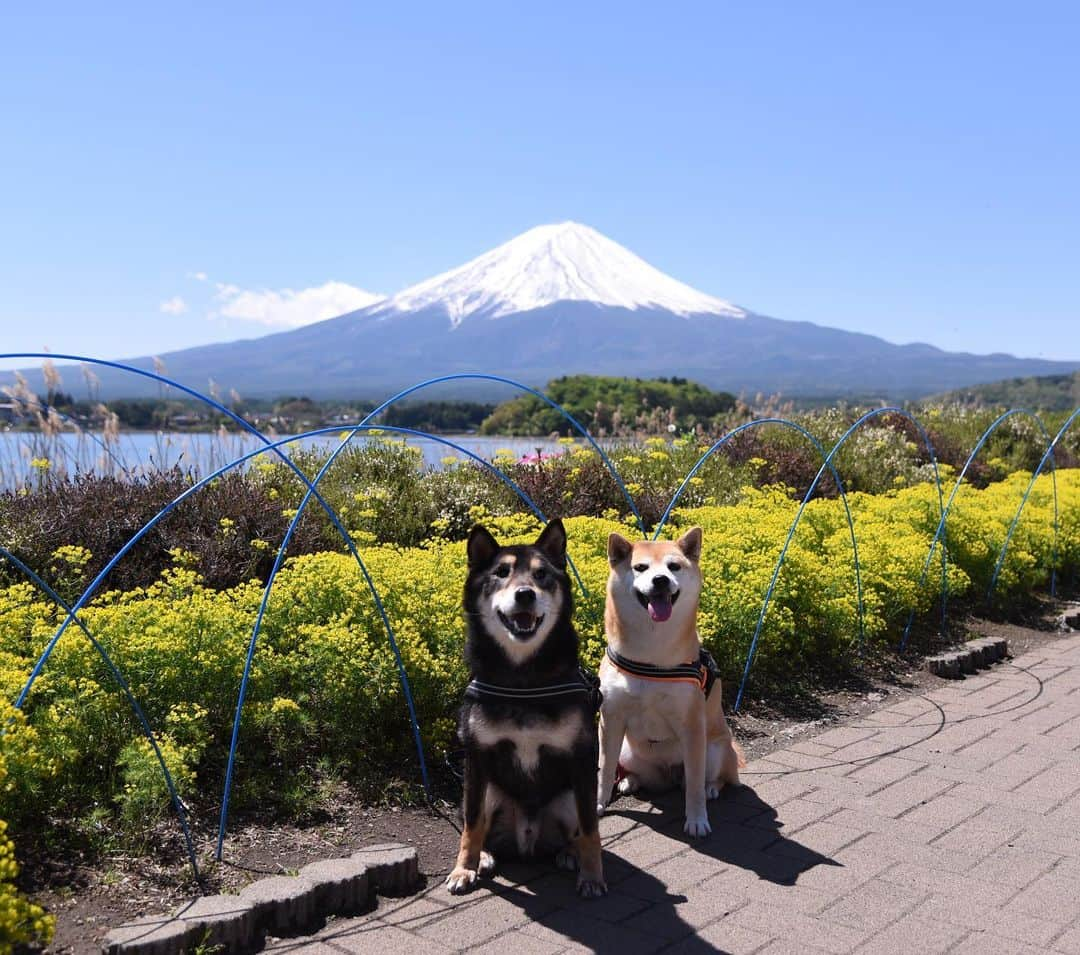 がんちゃんさんのインスタグラム写真 - (がんちゃんInstagram)「#てんタッキー富士山の旅  2019年5月8日  ホテルで朝食を頂き、ドッグランで遊んだら観光へ🏃‍♂️ まずは河口湖の大石公園でお散歩🐕🐕 ラベンダー祭りに向けて植え替え中でした。 空気が澄んで富士山に登る人まで見えるのでは⁉️って程でした😊  #大石公園 #河口湖 #ブルーベリーの里」5月14日 12時24分 - kota2ann