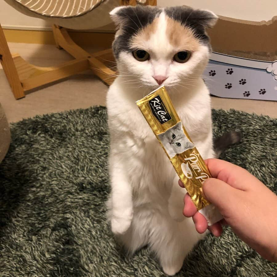 むぎちょこさんのインスタグラム写真 - (むぎちょこInstagram)「😽✨ インターペットにて “たまのおねだり”さんのブースでいただいた kit catのサンプルを 食す時が来た😸✨ パッケージ可愛すぎて いただいた1本を 大切に保管してた私😂❤️ （そうやって賞味期限が切れていくー😂） むーちょみー🐱🦁🦊 ケチケチしてゴメンね🙏💦 ①😺にゃにこれ？ ②👩ほーれ ほれほれほれほれ💴 ③😽早くくださいにゃ👅 ④ちょくりつー💃 😼真面目に食す✨ ⁑ 😺むぎ♀mugi 🎂25/03/16 #scottishfold #スコティッシュフォールド #キットキャット食べたよ #kitcat #キットキャット  #meowed ‬#club_of_cats #catoftheday ‪#happycatclub‬ #catstagram #cat#instacat#bestmeow#sweetcatclub #instagramcats #topcatphoto #고양이 #cats_of_world #catsofinstagram」5月14日 12時25分 - mugi325channel