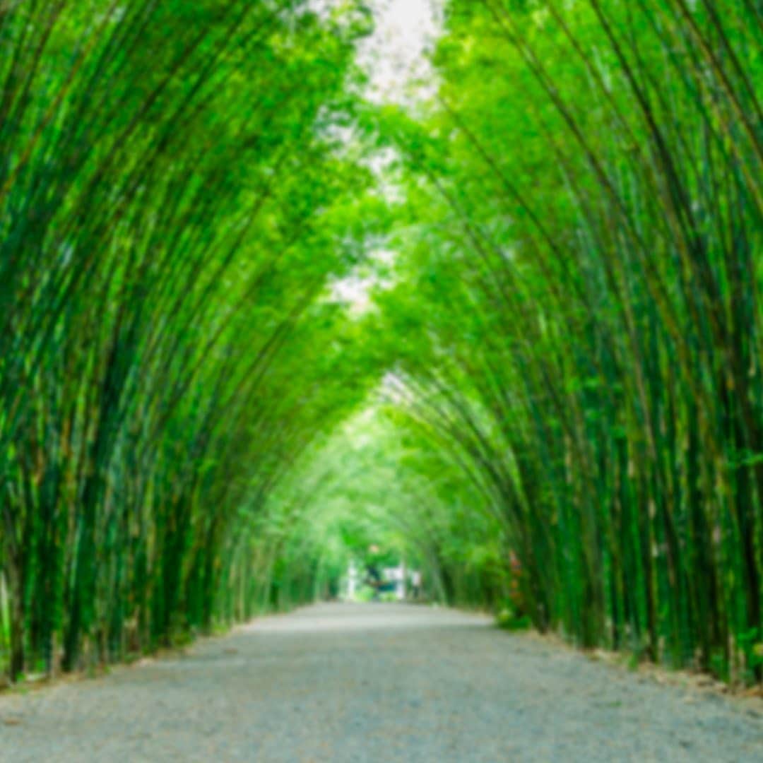 レンズアップルさんのインスタグラム写真 - (レンズアップルInstagram)「.⁣ 🍃 #新緑 の美しい時期におすすめなスポットをご紹介⁣🍃⁣ ⁣ 風がおこす笹音や小鳥のさえずりをBGMに、⁣ 木もれ日や香りを楽しむ「癒しの散策路」として親しまれている「竹の径」。⁣ ⁣ 「美しい日本の歩きたくなる道500選」にも選ばれています♩⁣ ⁣ 📌竹の径⁣ 場所： 京都府京都市西京区大枝北福西町2-300-2⁣ ⁣ ⁣ #観光 #インスタ映え #竹の径 #京都 #kyoto #japan #初夏 #レンズ越しの私の世界 #旅行好きな人と繋がりたい #国内旅行 #女子旅 #女子旅行 #旅女子 #旅好き女子 #triptojapan #パレンテ #レンズアップル #WAVE #コンタクトレンズ #コンタクト #コンタクトデビュー #カラコン #カラコンレポ #レンズアップル大宮店 #レンズアップル千葉店 #beautifulview #木漏れ日 #竹林浴 #癒し」5月14日 12時25分 - lensapple