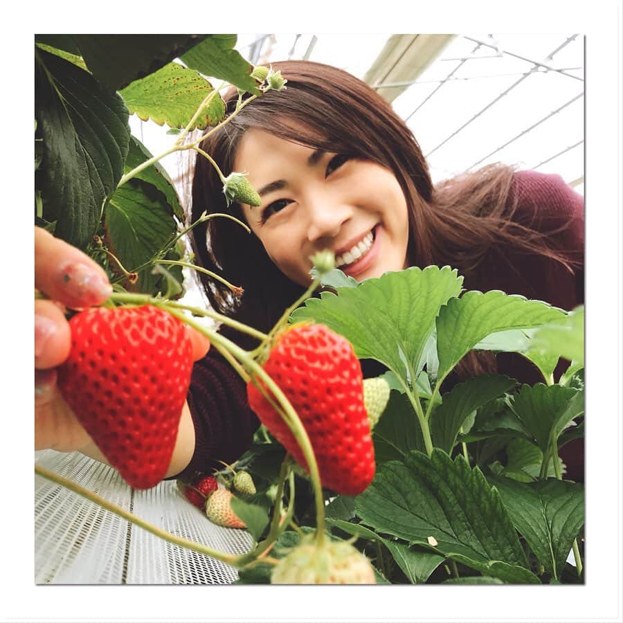 加藤侑紀のインスタグラム：「どうしても行きたくて、シーズン滑り込み間に合った！！ 五種類も食べ比べできて、現代のは立ったまま食べられるし、30個食べて超満悦だよ☺️🍓はあ〜またもう一度行きたいな。 ・ 一直很想去摘草莓，季節快完趕到了！！ 有五種草莓可以邊吃邊比較找找自己喜歡的品種，吃了差不多三十棵很滿意的☺️🍓已經又想去摘了～ ・ ・ #いちご狩り #摘草莓 #天国 #天堂 #季節水果  #季節のフルーツ #旅好き女子 #女子旅 #吃到飽 #食べ放題 #japanesestrawberry #grlstrip #紅ほっぺ #章姫 #恋みのり #ふさのか #やよい姫 #好きな順 #千葉観光 #chiba  #はちべえいちご園」