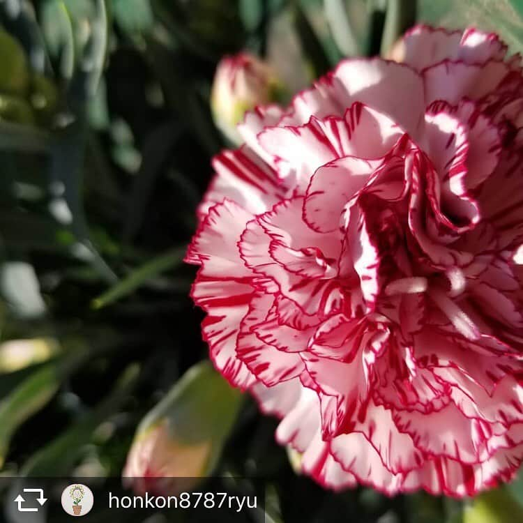 ほんこんさんのインスタグラム写真 - (ほんこんInstagram)「honkon8787ryu #ほんこんの花屋さんbloom #お笑い芸人 #ほんこん #花屋 #Flower #母の日 #カーネーション #花 #貝塚 #海蔵kaizou  #ハーバリウムボールペン  こんにちは。 ほんこんの花屋さんbloom 花のお兄さんです。  皆さん母の日はいろいろな物あげれましたかね？ 次はアジサイの時期がやってきましたね！ 誕生日、記念日、お店御開店御祝い お花はどんな場面でも頂くと嬉しいですねっ💠 お花の事全てほんこんの花屋さんbloomにお任せください！ どんどんご注文お待ちしております🙇 よろしくお願いします！  ほんこんの花屋さんbloom  mail honkon878@gmail.com TEL 080-7975-4314」5月14日 12時34分 - hongkong2015_4_9