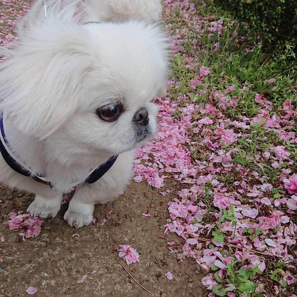 のインスタグラム：「#ペキニーズ #ぺきにーず #白ペキニーズ #Pekingese #pekingese  #pekingeselove #pekingesesofinstagram  #pekinese #pekistagram  #japanese #japan #dogstagram  #dogs #dog #japanesedog #japanesedogs #doglover #love #iloveyou #ilovedogs #京叭狗 #페키니즈 #cute #cutedog  #ハロウィン #愛犬 #わんこ #犬 #エブリドッグ #ZIP写真部」