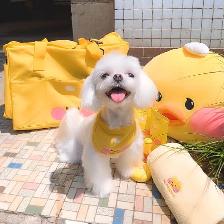 Chuuのインスタグラム：「💛💛빵빵츄와 댕댕이가 만나따💛💛 - 구여움이 폭발해버린 빵빵츄 댕댕이 컬렉션🐶✨ 간식 짱짱하게 넣을 수 있는 #댕댕이가방 그리고 #턱받이🧡 산책가고싶게 만드는 댕댕이 컬렉션 곧 만나요!!!!!!!✋🏻✋🏻✋🏻」