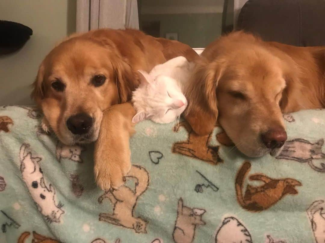 モヒートさんのインスタグラム写真 - (モヒートInstagram)「My best friend is here for a sleepover!! Do you think Skywalker knows he isn’t a golden too? ------------------------------- #goldensofig #goldenretriever  #goldenretrieversofinstagram #betterwithpets #dogsofig  #dogsofinstagram #fluffypack #gloriousgoldens #welovegoldens #ilovemydog #goldenlife #bestwoof #ProPlanDog #ilovegolden_retrievers #mydogiscutest #retrieversgram #dogsofcle  #catsofinstagram #cuteaf #goodnight #slumberparty」5月14日 13時13分 - mojito_rose_family