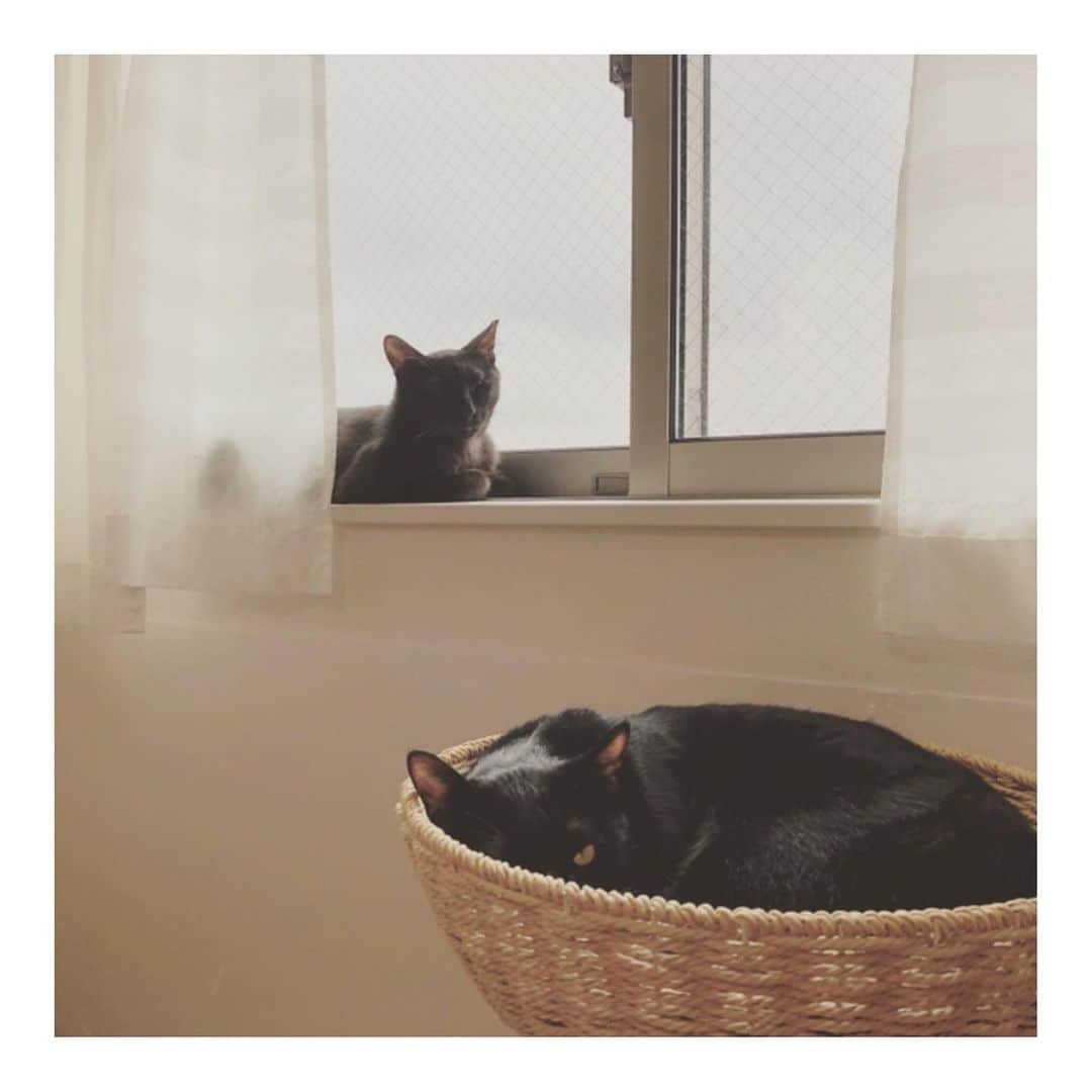 こむぎさんのインスタグラム写真 - (こむぎInstagram)「* もうどっちがどっちかわかっちゃいますかねー😁 追っかけあっこしたり近くで寝てたり忙しい2人🐈🐈 #黒猫しっぽくん ← #里親募集中 #里親募集 #東海地方 #保護猫」5月14日 13時20分 - tomochunba
