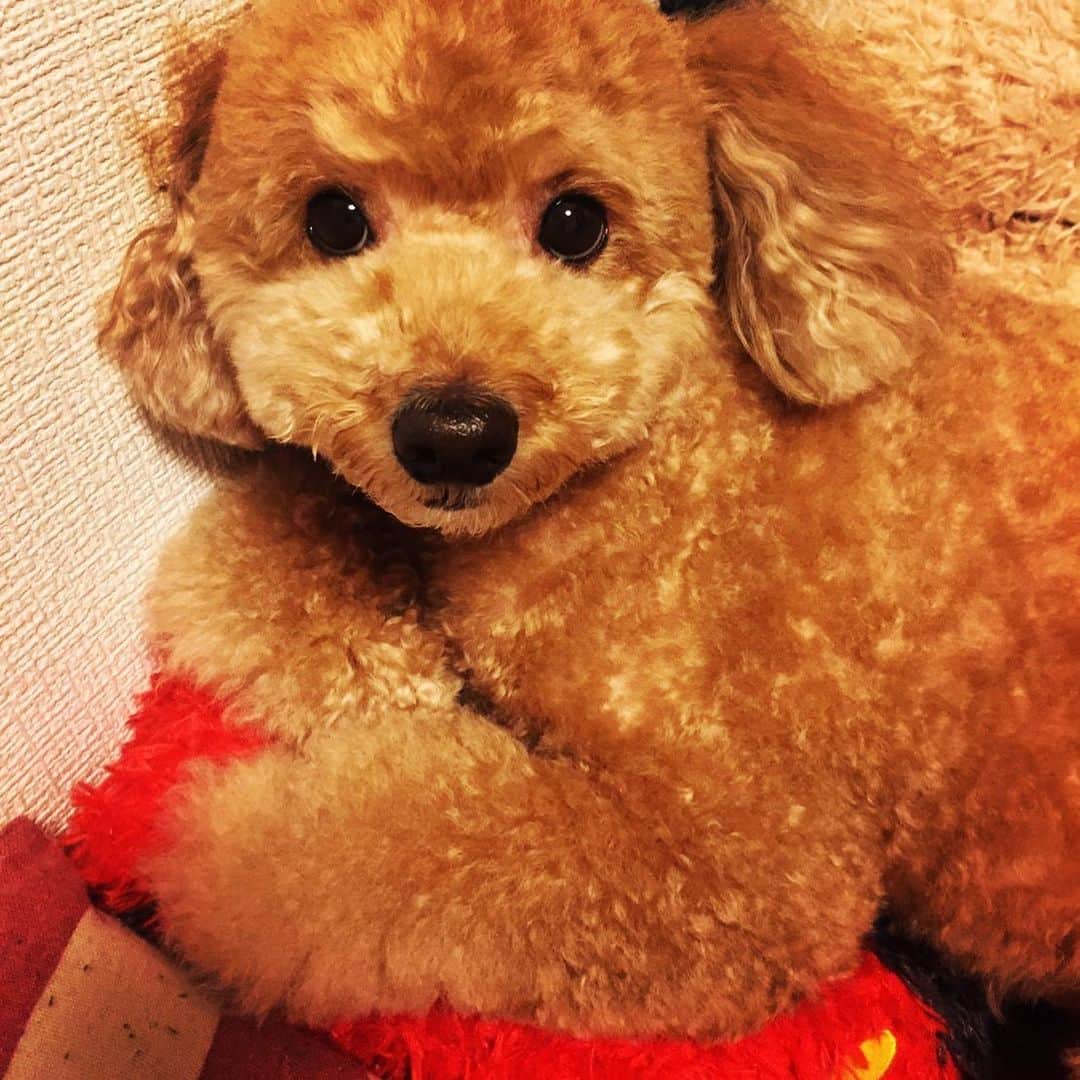 赤澤遼太郎さんのインスタグラム写真 - (赤澤遼太郎Instagram)「５月１３日は愛犬の日だったということで。 うちの愛犬を。 #赤澤遼太郎#赤澤ココ#トイプードル#愛犬の日#かわいいよ#いんすたたろう」5月14日 13時22分 - akazawa_taro