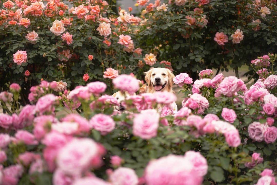 まゆみさんのインスタグラム写真 - (まゆみInstagram)「。 。  えっと ぺーーーはーーー どこにいるでしょーーーーかーー🐶✨🌹 。 こっこでーす こっここっこーー🐶🙌🏻 。 。 #ウケる #何故だ #どしてだ #さすがコメディアン 。 。 #ゴールデンレトリバー#goldenretriever#dog#犬#あーるん#golden#retriever#doglover#insta_dog#ぺんぺん子ちゃん#welovegoldens#Instagram#Instagramjapan#Instagramdogs#9gag#dogstagram#dogsofinstagram#dogs#doggy」5月14日 13時37分 - aarun_evolution