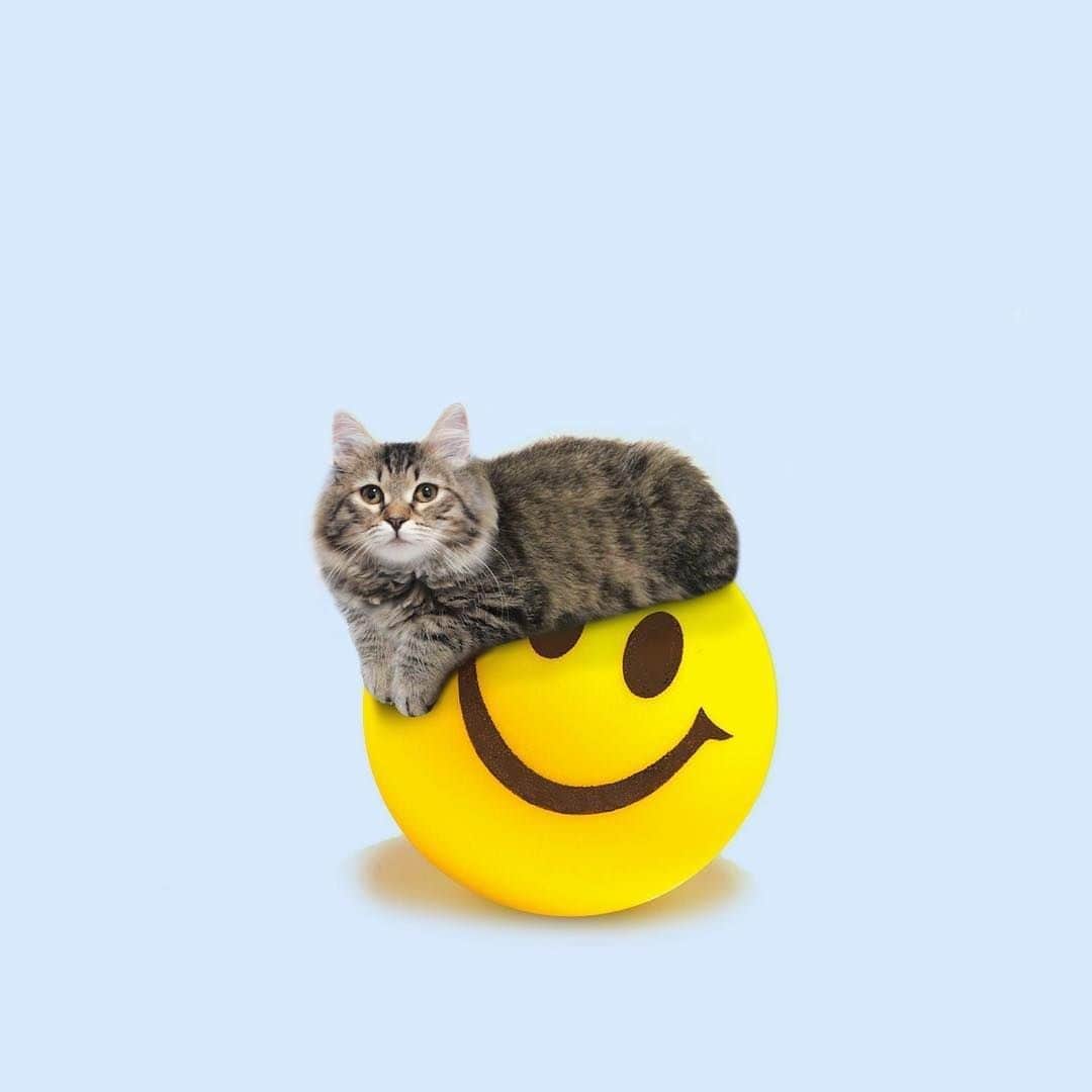 Aww Clubのインスタグラム