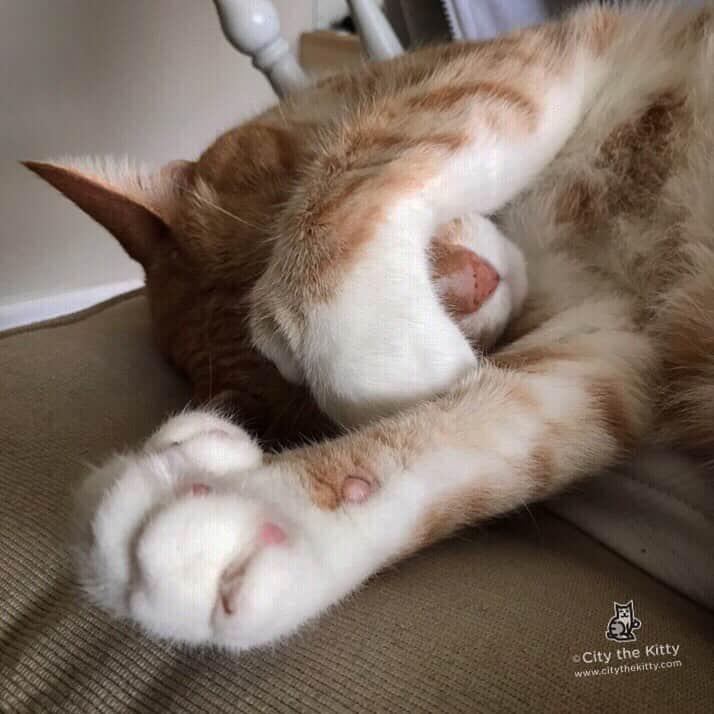 City the Kittyさんのインスタグラム写真 - (City the KittyInstagram)「Is this Monday over yet? #mondays #pawsneedclaws」5月14日 14時12分 - citythekitty