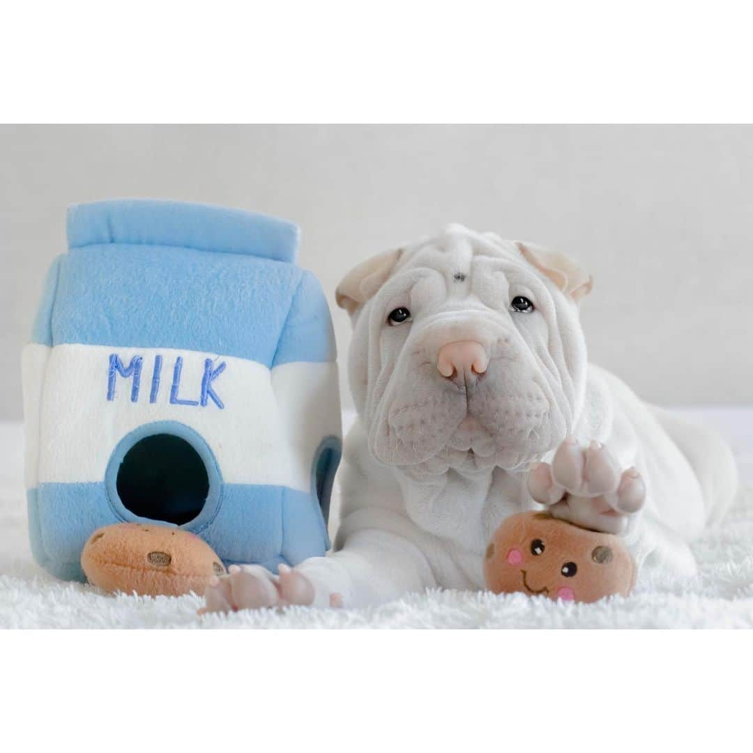 annie&pADdinGtoNさんのインスタグラム写真 - (annie&pADdinGtoNInstagram)「M🥛I k &  C🍪🍪k i e s  #afternoontreat #puppy #lambington #puppiesofinstagram #sharpei #sharpeipuppy #love #puppylove #dog #dogs #doggo #bark #barked #dogsofinstagram #wrinkles #milkandcookies #dogoftheday #instagood #weeklyfluff #iloveyoutothemoonandback」5月14日 14時38分 - anniepaddington