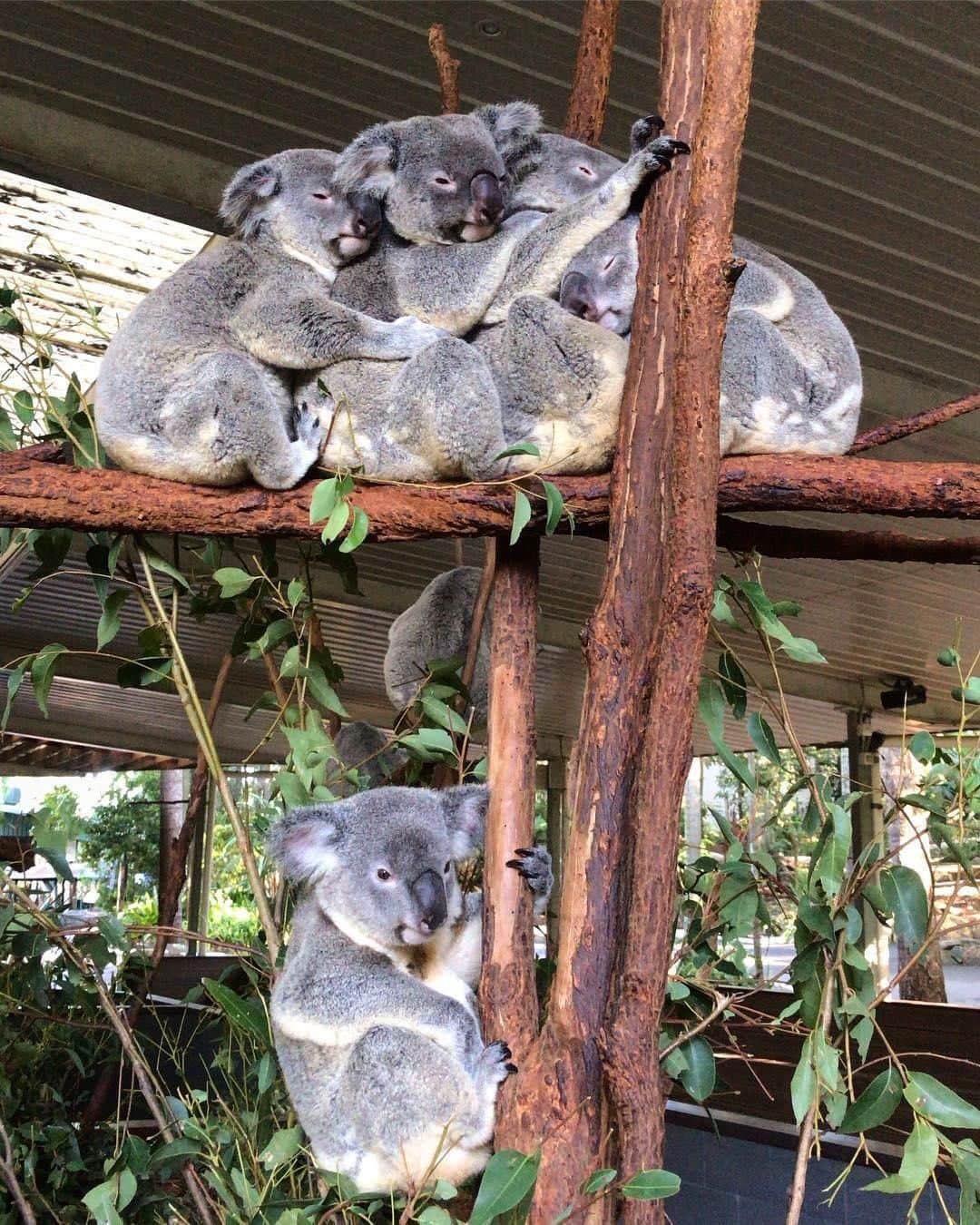 Australiaさんのインスタグラム写真 - (AustraliaInstagram)「When you didn’t get the memo that it’s Cuddle Tuesday… 🐨 @ryan_vankoersveld spotted this lone #koala who missed out on the ‘cuddle pile’ happening right above him at @lonepinekoala, and we really feel for him! Not to worry too much though, we can confirm that this is a common scene at this @visitbrisbane #wildlife sanctuary, so we’re sure this fellow will totally get amongst the next group hug session. TIP: #lonepinekoalasanctuary is one of the few places that you can hold a koala in @queensland, so definitely make sure you book that experience in advance to avoid a serious case of FOMO like our furry friend has here. 😉  #seeaustralia #thisisqueensland #visitbrisbane #weeklyfluff #wildlifephotography #travel」5月14日 15時00分 - australia