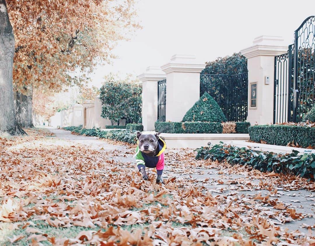 DARREN&PHILLIPさんのインスタグラム写真 - (DARREN&PHILLIPInstagram)「Feel like dis should be in Dogue magazine I call dis look RFT (Run for treatz) I have many more looks in my portfolio, u can check out my full autumn winter look book on @darrenandphillip」5月14日 15時08分 - the_blueboys