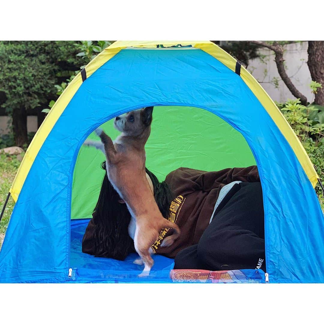 パク・ヒボンさんのインスタグラム写真 - (パク・ヒボンInstagram)「노메라고...기가 막히게 얼굴만 가리는 기술✌🏾 #넌정말최고야 #짜릿해 #우도출신댕댕이 #바야바정직원 #우리끼리쎄미캠핑」5月14日 15時21分 - heevonne