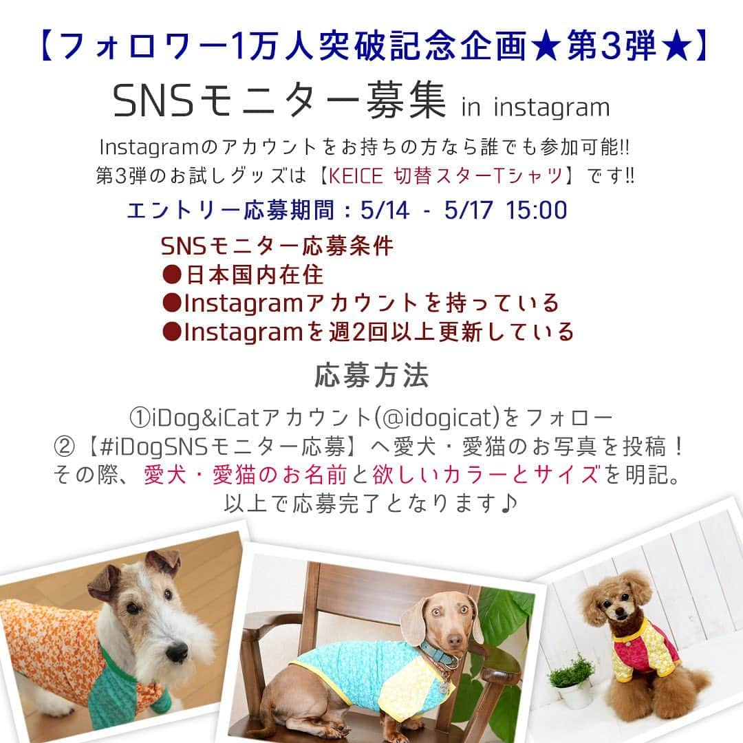 iDog&iCatさんのインスタグラム写真 - (iDog&iCatInstagram)「👕 * instagramフォロワー10000人突破記念！ 【SNSモニター募集】を開始します！ おかげさまで、フォロワーが10000人を突破いたしました！ 皆様のお力添えがあったからこそです。 これからも社犬・社猫のゆる〜い投稿や新商品紹介、SNS限定企画などを行っていく予定です。 今後ともiDog&iCatをよろしくお願い致します🙇‍♀️✨ * 今回は、記念ということで3回連続で行います！ 感謝の気持ちを込めまして、少しでも多くの方にiDog&iCatの商品をお届けできればと思います！ * instagramアカウントをお持ちの方なら誰でも参加可能!! iDog&iCatのグッズをまだ使った事がない方も、いつもご愛用していただいている方も、誰でも気軽に参加してくださいね♪ * 第3弾のお試しグッズは【KEICE 切替スターTシャツ】です！ KEICEは、遮熱・放熱の同時作用により冷却機能を持った特殊プリント加工のお洋服です。 体外に放出することで、衣服内を常に快適な状態に保ちます。 これからの暑い季節にぴったりなお洋服をお送りいたしますので、届いた商品を使用した愛犬・愛猫のお写真をinstagramに投稿してください♪ * 【モニター応募方法】 1）iDog&iCatアカウントをフォロー 2）【#iDogSNSモニター応募】へ愛犬・愛猫のお写真を投稿！ その際、愛犬・愛猫のお名前と、この投稿の3枚目の画像から希望のカラー・サイズの番号を記載して応募完了です！ * ⚠️ペットのサイズの確認をお願いすします。 ⚠️今回は、今までのモニター企画にご応募いただいたものも一度無効とさせていただきますので、改めてご応募をよろしくお願いします。 ⚠️モニターエントリー応募される方は、この告知投稿より後の投稿のみ有効とさせていただきます。 過去投稿にハッシュタグをつけていただいても、エントリー確認ができませんのでご注意ください。 ⚠️アカウントが非公開設定になっている場合、応募が確認できませんので、必ず全体公開されているアカウントでご応募ください。 * 今回のモニター応募期間は【5/14 - 5/17 15:00まで】です！ 当選者はiDog&iCatアカウントからダイレクトメッセージにてご連絡させていただきます。 * もちろん、猫ちゃんのご応募も大歓迎です♪ 皆様のご応募、お待ちしております♪ * #idogicat #iDog #iCat #犬 #いぬ #猫 #ねこ #モニター募集 #犬の服iDog #お試し #ひんやりウェア #KEICE」5月14日 15時29分 - idogicat