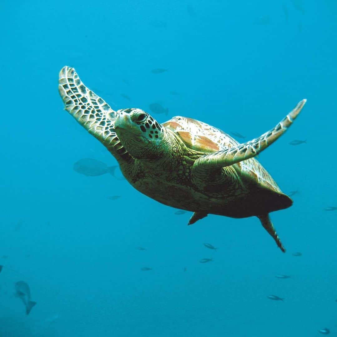 タロンガ動物園さんのインスタグラム写真 - (タロンガ動物園Instagram)「Did you know that when a green sea turtle is born they are only 5cm long? But they can grow up to 1.5 metres in length & weigh over 300kg once they’ve reached full maturity!  Talk about a growth spurt! 🐢🐢🐢 #ForTheWild」5月14日 15時53分 - tarongazoo