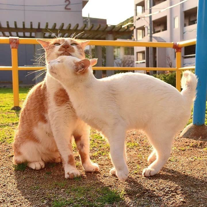 NEKOくらぶさんのインスタグラム写真 - (NEKOくらぶInstagram)「|| スキありﾆｬ😽💕⠀ @m_a.p.r さんの作品ですにゃ（＝ΦωΦ＝）⠀ *⠀ いいね！＆コメント大歓迎！！⠀ *⠀ #nekoclub #NEKOくらぶ #Japan #Photo #写真 #日本 #cat #ネコ #ねこ #猫 ⠀ Follow: @nekoclub_jpn⠀ *⠀ ▼【廣済堂出版共同企画】NEKOくらぶの皆さまとつくる「NEKOくらぶ写真集」、発売中♪（＝ΦωΦ＝）⠀ ※詳細は本アカウント「 @nekoclub_jpn 」のプロフィールに固定しているハイライトから」5月14日 16時00分 - nekoclub_jpn