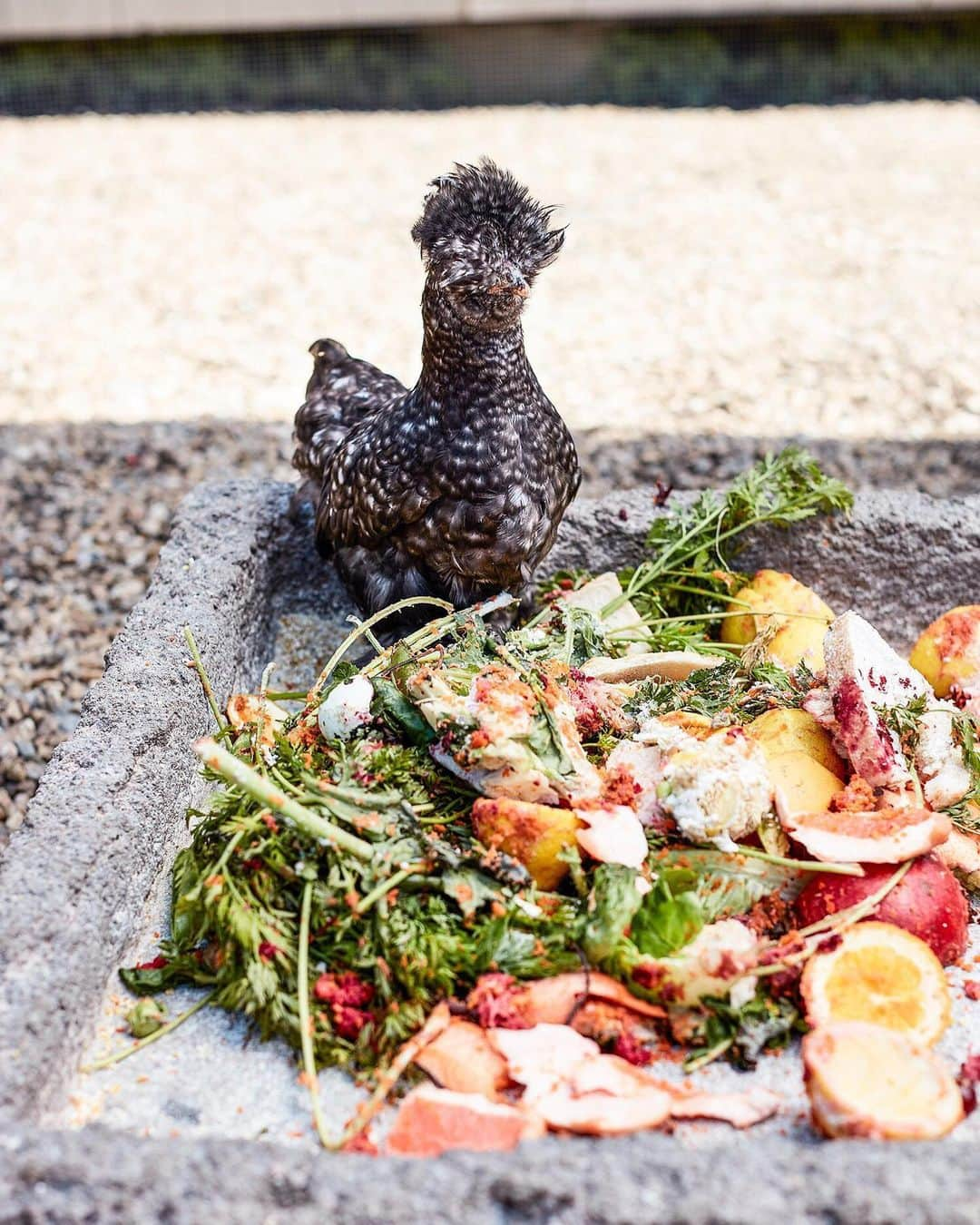 マーサ・スチュワートさんのインスタグラム写真 - (マーサ・スチュワートInstagram)「Did you know that @marthastewart48 keeps more than 200 chickens on her Bedford farm? 🐓 In our June issue, our founder invited us to take a look inside her chicken coops, while sharing her advice - gleaned from five decades of experience - on raising a happy, healthy, productive flock. 🥚 “There are so many rewards from raising these birds. You get delicious eggs, and the joy of caring for them is great for you and your family. I highly recommend it,” she says in the issue. ✨ Learn more about how Martha cares for her birds (including what she feeds them and her best practices for building a coop), by grabbing a copy of our June issue on newsstands or by visiting the link in bio!👆🏼📷: @johnny_miller_」5月15日 2時08分 - marthastewart