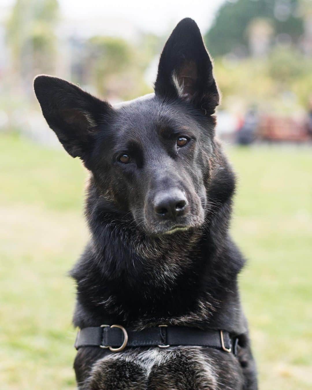 The Dogistさんのインスタグラム写真 - (The DogistInstagram)「Kona, German Shepherd mix (4 y/o), Mission Dolores Park, San Francisco, CA • “She chews remotes, but is an overall good girl.” A rescue via @SanFranciscoSPCA」5月15日 2時11分 - thedogist