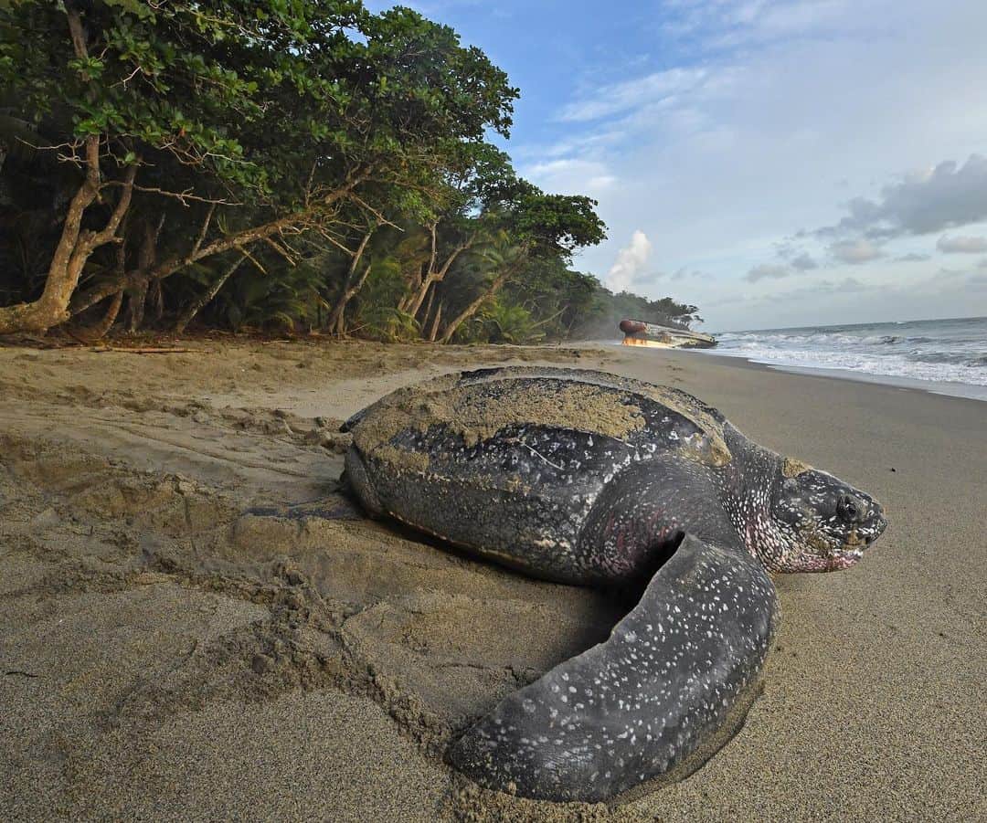 のインスタグラム：「A leatherback turtle returns to the ocean after laying her eggs on Trinidad’s Grande Rivière beach. During the peak of the nesting season up to 300 of these thousand pound giants crawl out of the ocean along just half a mile of beach every night, making this the highest density leatherback nesting beach in the world. I am in Trinidad shooting for @natgeo on an @oceanic.society turtle expedition. Please check out @oceanic.society who are celebrating their 50th anniversary this year #os50 #seaturtles #oceanicsociety」