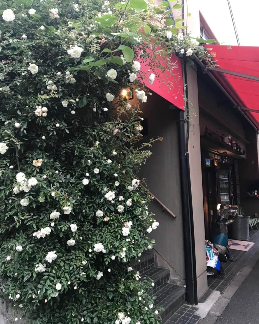キャシー中島さんのインスタグラム写真 - (キャシー中島Instagram)「* 今日は代官山のASOで友人が結婚40周年のミニパーティーを開いてくれました。  少し早く代官山に着いたので ハリウッドランチマーケットで 久しぶりにお買い物！  そして暖かいパーティー🎉 ありがとうございます😊 * *  #キャシー中島#kathynakajima #キャシーマム#kathymom  #勝野パパ#勝野洋  #夫婦#couple#結婚40周年 #ルビー婚#お祝い#ありがとう #👫#💏#💑 #40thanniversary」5月15日 2時47分 - official_kathynakajima