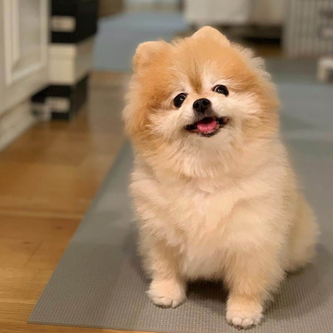 Ella Chuffyのインスタグラム：「Always ready for a midnight snack 😋 . . . . . . . . . #ellachuffy #pet #petstagram #pomeranianpage #pomeraniansofinstagram #teacuppoms #cutedogs #pomeranian_lovers #pomeranianlife #pomeranianworld #teddybeardog #pomeranian #puppylove #aplacetolovedogs #dogoftheday #justpomeranians #fluffypack #dogoftheday #anmlsposts #thedailypompom #picoftheday #iflmdog #犬 #狗 #everydaydoglover  #pomeranianww #justpomeranians #bridgetdoodlesdogs #pomeranian_moments」