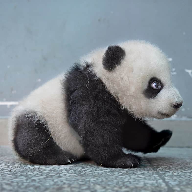 のインスタグラム：「Photo by @amivitale | A giant panda cub at the Bifengxia Giant Panda Breeding and Research Center in China. #Panda #GiantPanda #China」