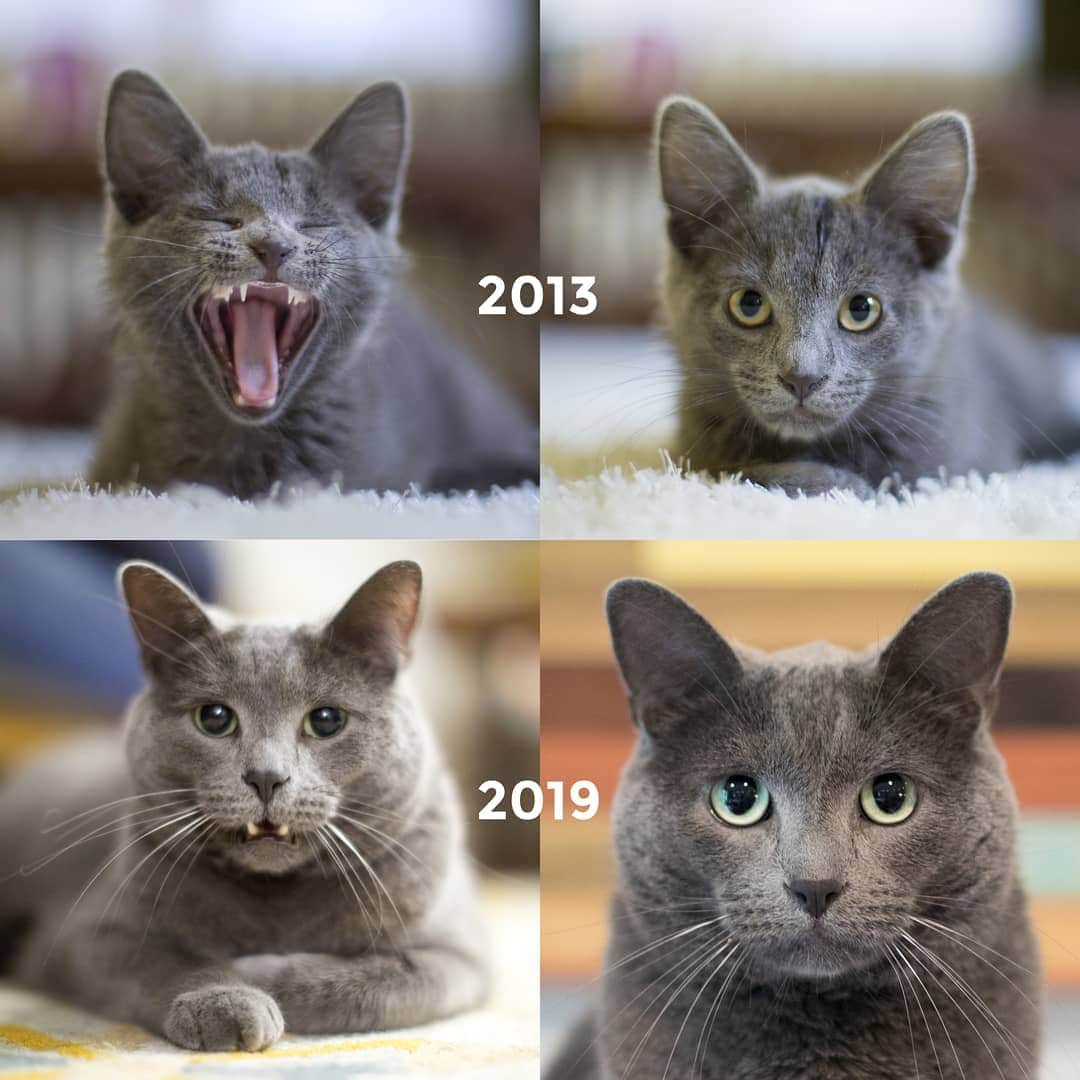 Lil BUBさんのインスタグラム写真 - (Lil BUBInstagram)「Spooky then and now!  In case you haven't heard, Spooky was found deep in the woods.  He was at the bottom of a ravine. He couldn't climb back out due to injuries sustained  from a fight with another cat. When we got him home we discovered he was covered in ticks, and had a huge abscess along his chest, the length of his whole body. It was drained by our vet, and he received an antibiotic shot. He is back to his old self, recovering nicely. He will be tested for any potentially contracted diseases later this week. Thanks for everyone's kind thoughts. #spookythecat」5月15日 3時08分 - iamlilbub