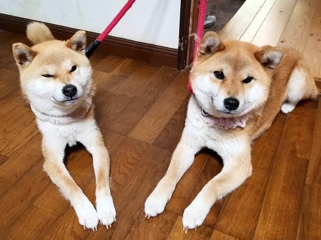 柴犬たま Shibainu Tamaさんのインスタグラム写真 - (柴犬たま Shibainu TamaInstagram)「おてて繋いで大人しく待ってる😊 * Caption trans🇬🇧 They are holding hands and waiting😊 * #柴犬たま #たママ #たま家族 #柴犬ミケ #仲良し親子 #スフィンクス座り #ブサ顔 #かなりひし形 #柴犬 #shiba #shibainu #shibastagram #犬 #dog #多頭飼い」5月14日 18時22分 - tama7653