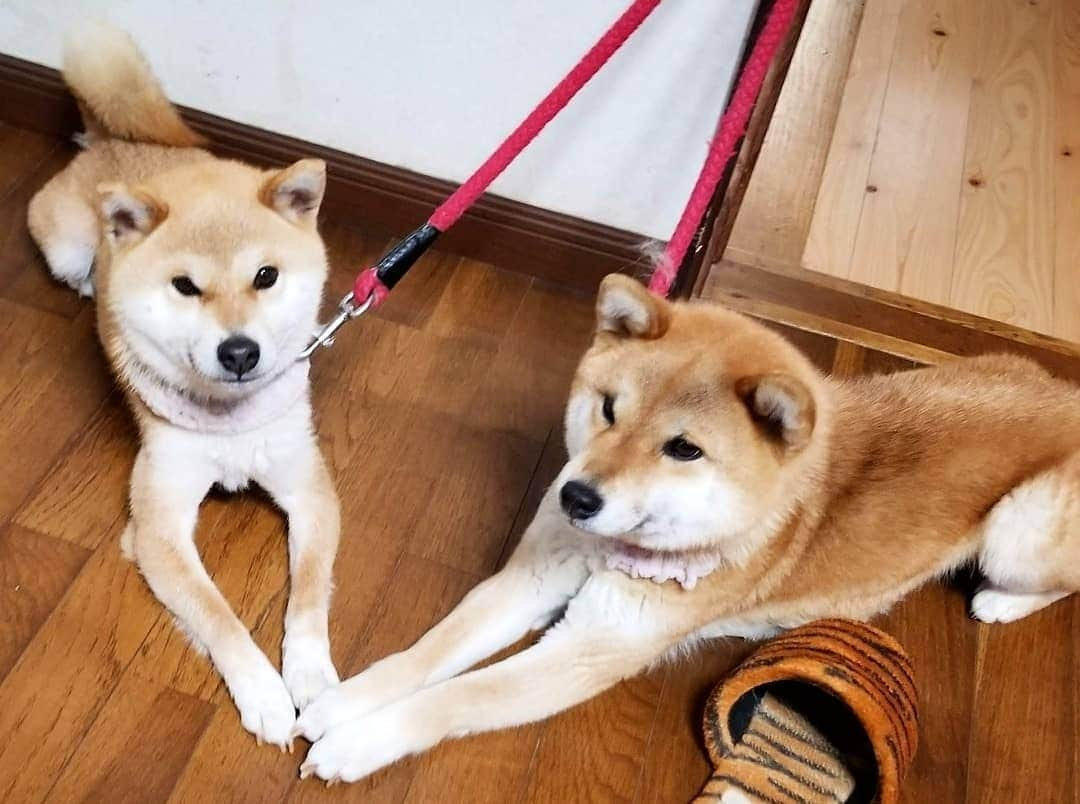 柴犬たま Shibainu Tamaさんのインスタグラム写真 - (柴犬たま Shibainu TamaInstagram)「おてて繋いで大人しく待ってる😊 * Caption trans🇬🇧 They are holding hands and waiting😊 * #柴犬たま #たママ #たま家族 #柴犬ミケ #仲良し親子 #スフィンクス座り #ブサ顔 #かなりひし形 #柴犬 #shiba #shibainu #shibastagram #犬 #dog #多頭飼い」5月14日 18時22分 - tama7653