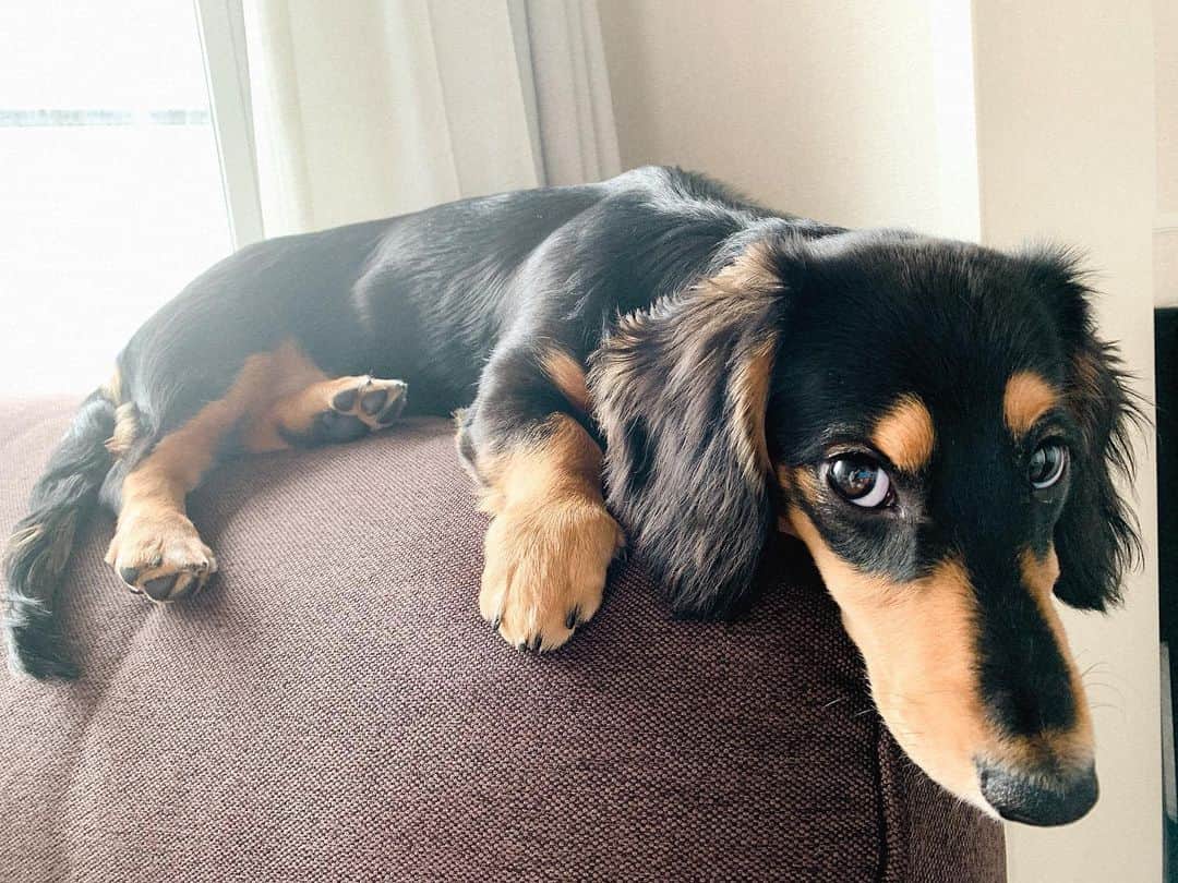高原愛のインスタグラム：「高いところが好きなんだね🍑ぐんぐん成長中❣️生後5カ月で4.3kg🐶ミニチュアダックスの成犬は4.5〜5kgらしいんだけど…🙄あれれれれ🤔笑  #cute#cutie#lovely#newfriend#kindness#happy#dachshund#dachshunds#dachshundpuppy#dachshund_love  #dachshundlove#doxie#doxiepuppies#doxieworld#dog#dogstagram#petstagram#pet#pets#puppy#sweetie#woof#ダックス#ダックスフンド#ミニチュアダックス#ミニチュアダックスフンド#子犬#短足部#🐶#🍑」